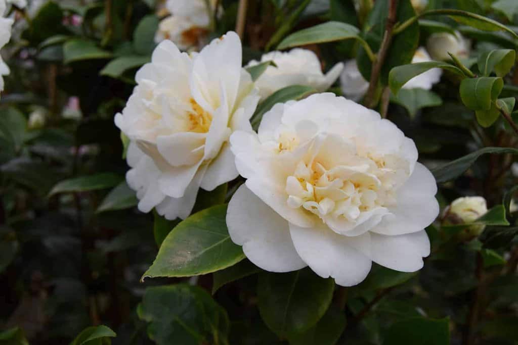 Camellia japonica 'Moshe Dayan' 100-125 cm